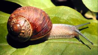 "Armengol". Els amics de les arts