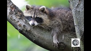 Cri du raton laveur/Sound of Raccoon