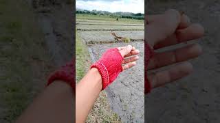 Download lagu perdana Burung kirik' senja. mp3 Download lagu perdana Burung kirik' senja. mp3