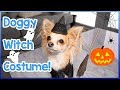 How To Make A Halloween Witch Costume For Dogs Easy DIY Doggy Witch Costume For Halloween