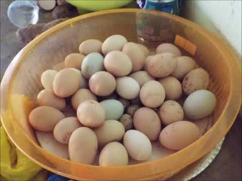 Se o Passado Voltasse