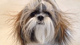 preview picture of video 'Shih Tzu dog Lacey is having a bad hair day!'