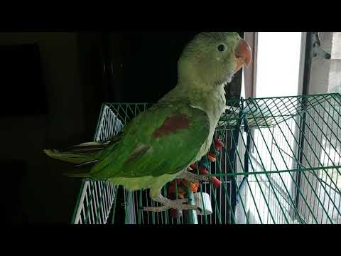 Heero (Alexandrine) and Tweety (Cocktiel)