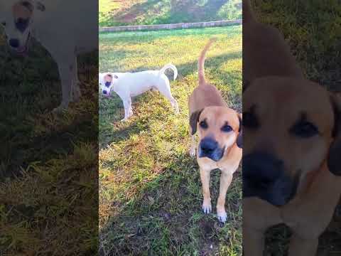 Rancharia/SP 🎣🐟  Mini vlog de pesca  #pesca #rancharia