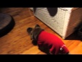 chico lala 