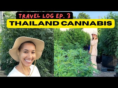 Travel Log Ep. 3 Thailand Cannabis
