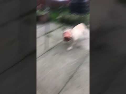 download lagu mp3 mp4 French Bulldog Plant Pot, download lagu French Bulldog Plant Pot gratis, unduh video klip French Bulldog Plant Pot