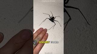 Download lagu Tailless Whip Scorpion: The Creepy-Looking Creature That’s Totally Harmless! mp3