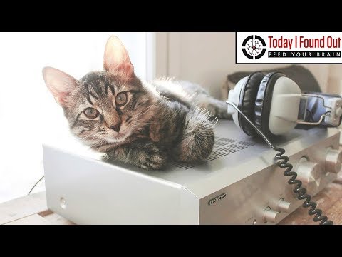 download lagu mp3 mp4 Animals Today Radio, download lagu Animals Today Radio gratis, unduh video klip Animals Today Radio