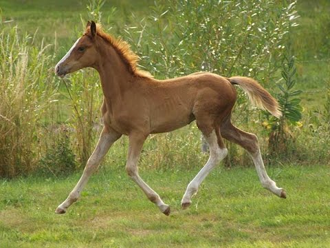 Funky du Loir m alz (Balou du Rouet / Hand in Glove)- elevageduloir