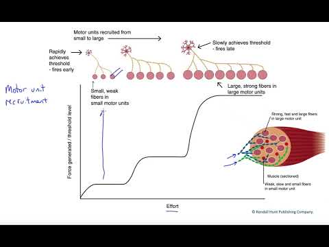 Motor unit recruitment