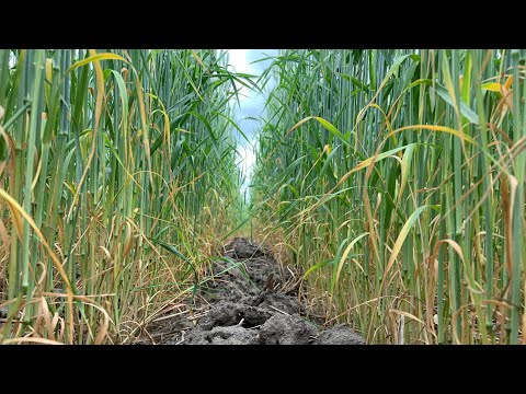 Northern Alberta crop tour/update. Disaster canola field. Oats,wheat,peas,barley,peaola,sunflowers.