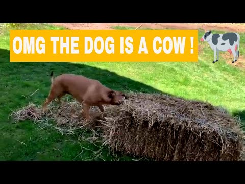 How my dog reacts to a straw bale