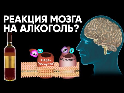 Мы Выяснили, Как Мозг Реагирует На Алкоголь. Пить Больше Не Хочется! (Вам Тоже Не Захочется!)