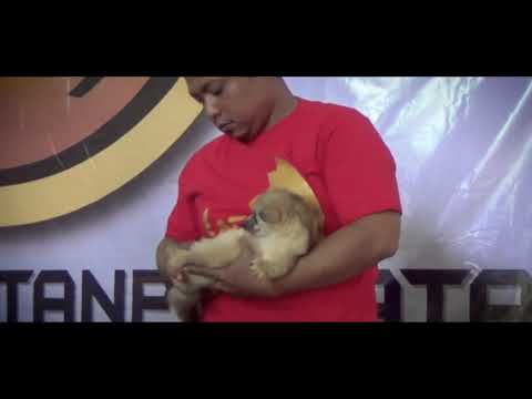 KONTES MUSANG TEGAL 2018 GEDUNG PPIB (ACAB)