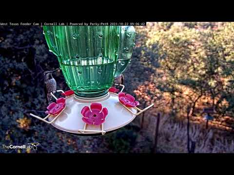 Likely Female Anna's Hummingbird Stops By the West Texas Feeder!