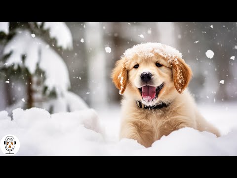 12 Hours of Dog Music - Anti Anxiety; Boredom Busting Videos with Music for Dogs