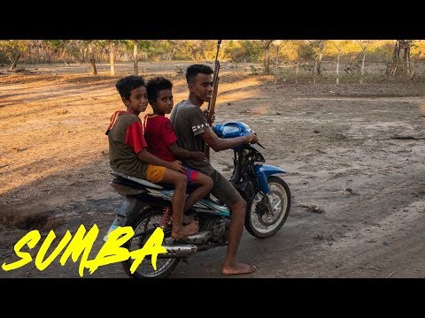 Sumba, czyli pływające drzewa i łowcy drapieżnych ptaków #4