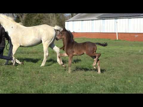 Stutfohlen von Despacito