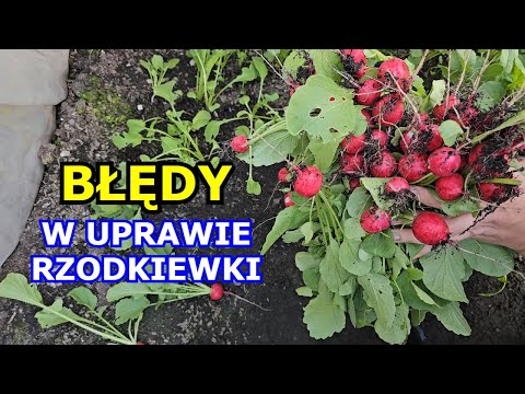 Błędy w uprawie Rzodkiewki - Jak uprawiać Rzodkiewkę w Doniczce, w Tunelu, w Ogrodzie, Robaki