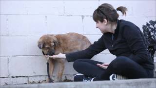 preview picture of video 'Meet Chops - Adoptable Dog in St. Louis | Gateway Pet Guardians'