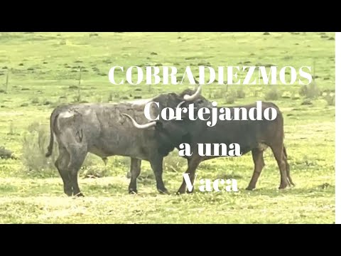 COBRADIEZMOS CORTEJANDO a una Vaca
