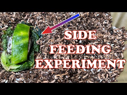 Moisture & Heat Control Experiment Started In My Urban Worm Bag | Vermicompost Worm Farm