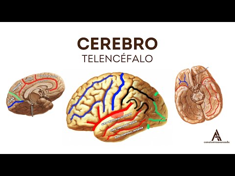 CEREBRO (TELENCÉFALO): Configuración Externa | Neuroanatomía