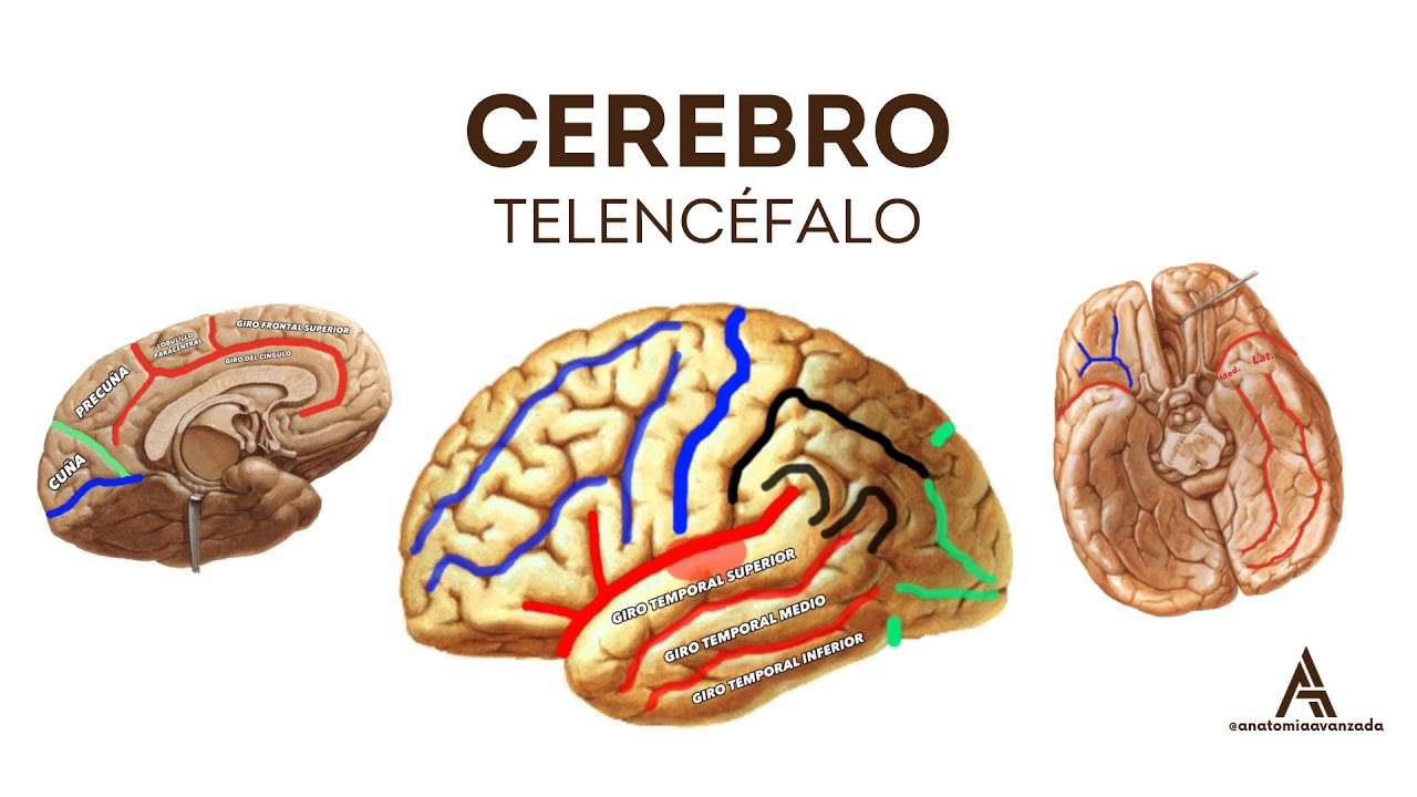 CEREBRO (TELENCÉFALO): Configuración Externa | Neuroanatomía