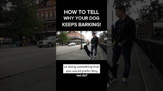 “Why does my canine preserve barking??” #dogtrainer #dogtraining #stopbarking #trainwithoutpain #pet