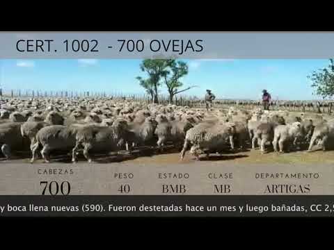 Lote 700 Ovejas Merino Australiano 40kg -  en Ruta 4 km 165 a 38km de Artigas. Paraje Cerro Amarillo