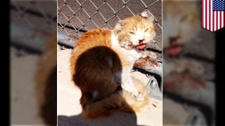 'Freeway' the cat saved by a good Samaritan on busy Phoenix highway