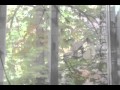 Светлана Копылова - Последний лист 