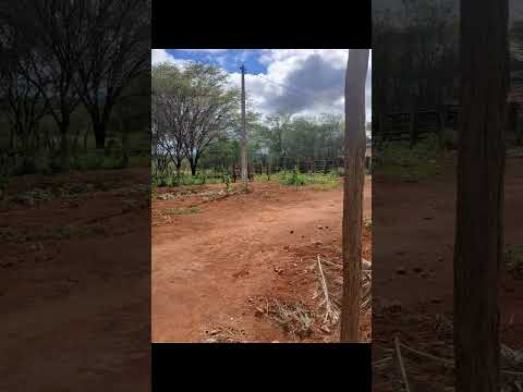 Joao de Louro em Nova Redenção Bahia