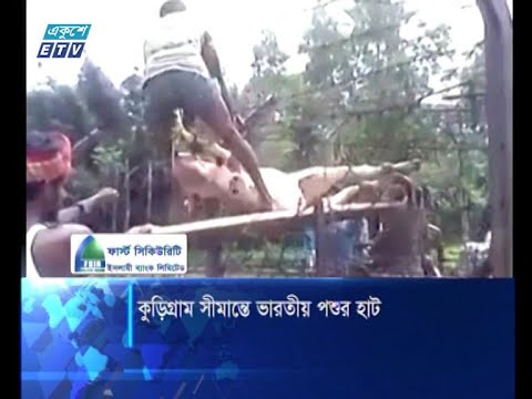 কুড়িগ্রাম সীমান্তে ভারতীয় পশুর হাট