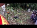 Sambung Ayam Taji Acara Adat Dayak Hayaping Aruh 1