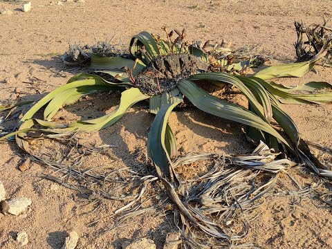 Kaboes S1 Eps 11 Namibia - These Welwitchias  are a 1000 years old
