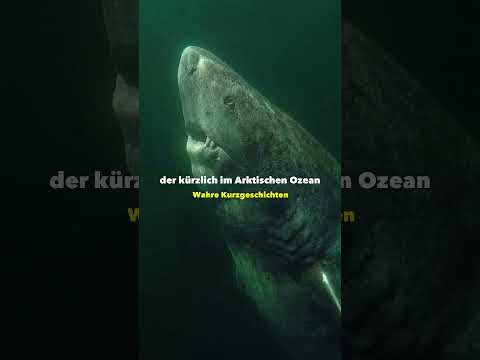 Der 392 jährige Hai