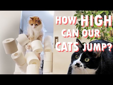 What's the highest toilet paper wall our cats can jump over?