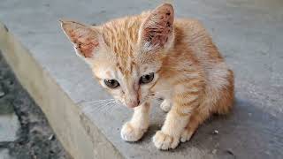 Beautiful cats with beautiful eyes | BOBO Official