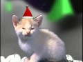 Christmas cats chanson de noël avec chat 