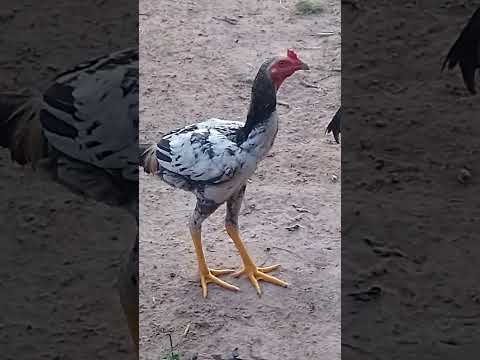 #sítio Comodoro mato grosso