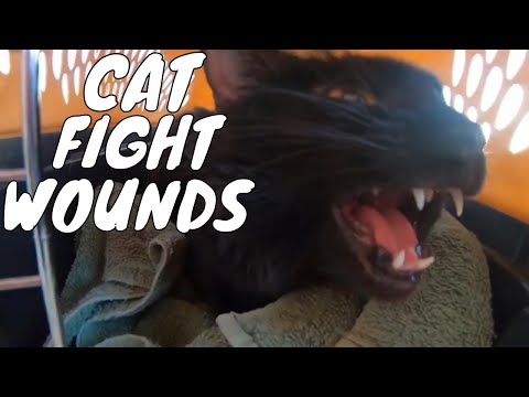 How to Treat CAT FIGHT Abscess Wound Injuries