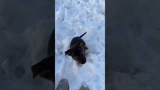 Video preview image #1 Shepradors Puppy For Sale in Princeton, MN, USA