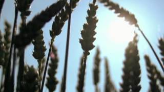 Inkubus Sukkubus - Lammas Song