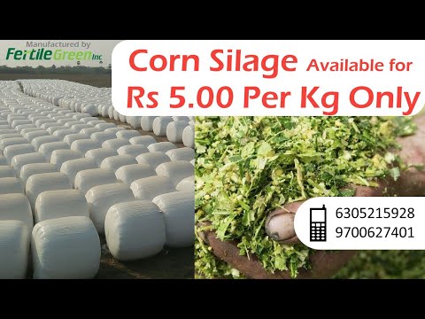 Corn Silage now available for Rs 5.00 per kg. Call 6305215928