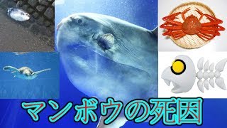 【悲報】マンボウが弱すぎてマジで救いようがない．．．