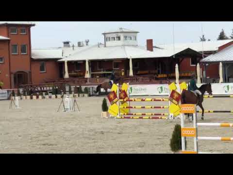 Clapperton (Elvaro x Action Breaker) 2022/04/30 ZR Olsza- 110 cm I SPRZEANY / SOLD