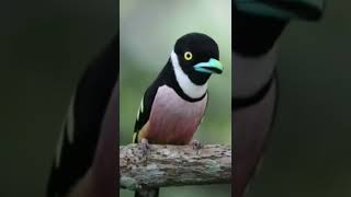 Download lagu Sempur hujan darat/Black and Yellow Broadbill (Eurylaimus ochromalus) mp3 Download lagu Sempur hujan darat/Black and Yellow Broadbill (Eurylaimus ochromalus) mp3