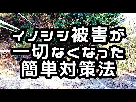 強力なイノシシよけ 庭でイノシシを駆除する方法